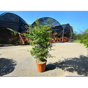 Javor dlaňolistý (Acer palmatum) ´KATSURA´ - výška 120-150 cm, kont. C25L
